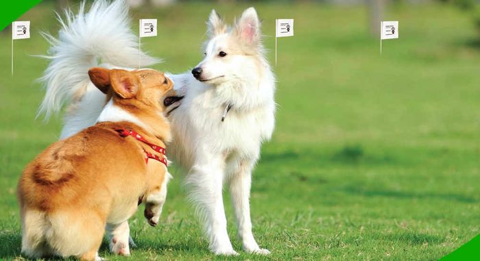 temporary electric dog fence